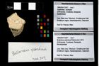 Foto (Objekt + Etikett) von Bullariscus patruliusi (Robins et al., 2013)  (NHMW-GEO-1990-0041-3247)